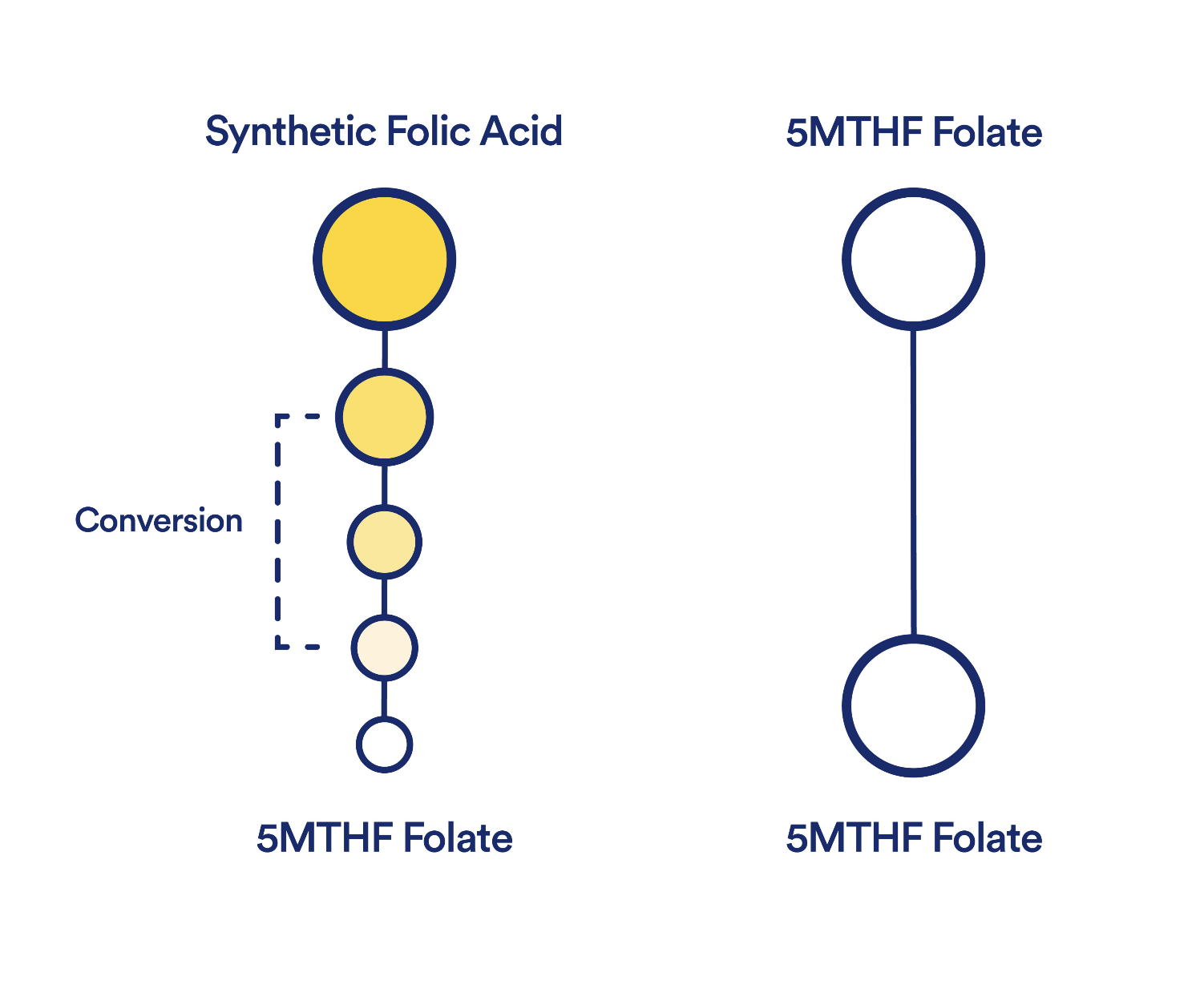 MTHF vs Folic Acid - Methylated Folate vs. Folic Acid